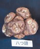 食品豆知識(八つ頭)